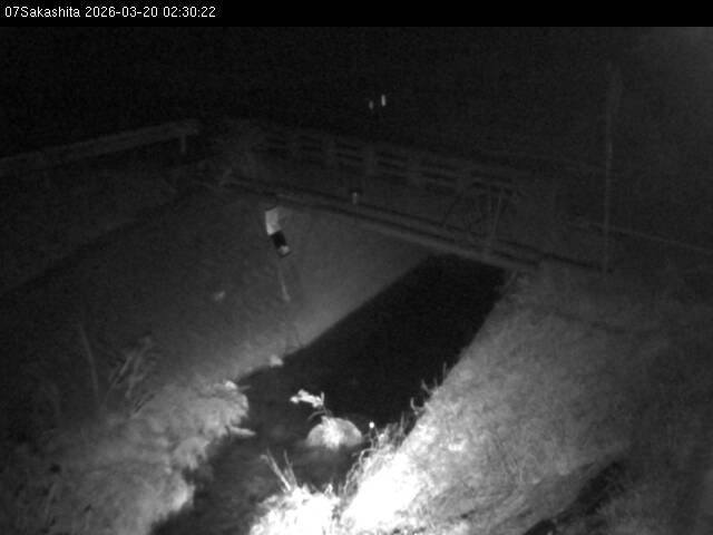 最新監視カメラ画像