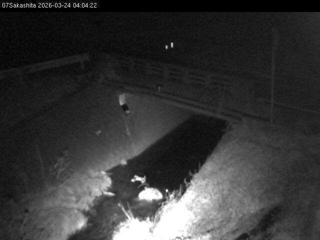 最新監視カメラ画像