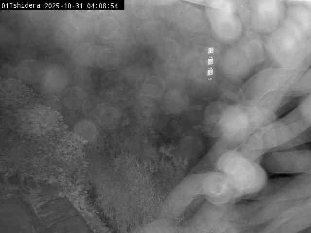 最新監視カメラ画像