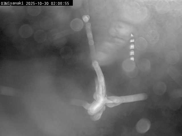 最新監視カメラ画像