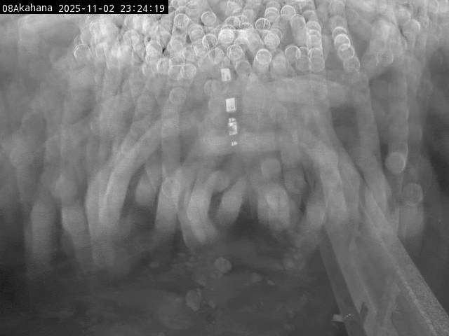 最新監視カメラ画像