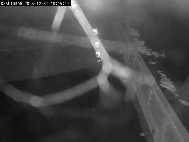 最新監視カメラ画像