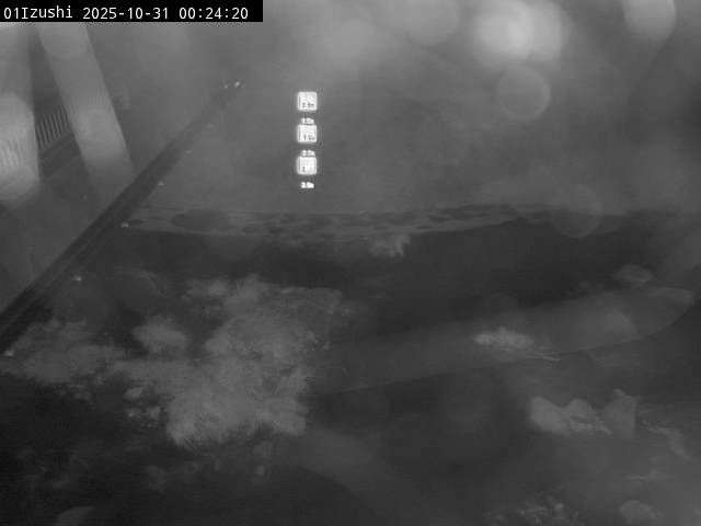 最新監視カメラ画像