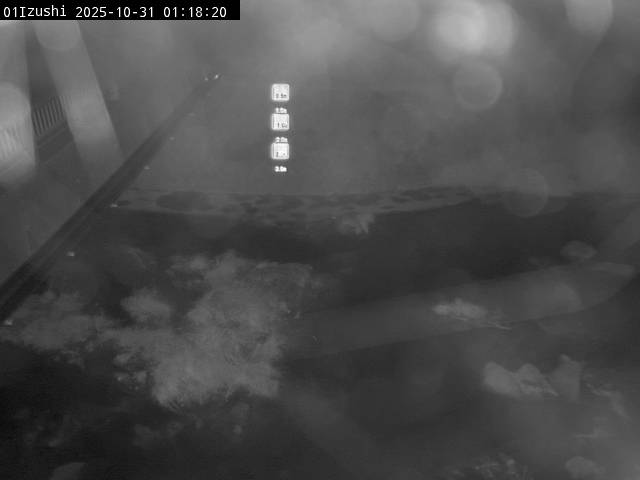 最新監視カメラ画像